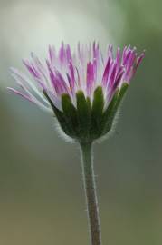 Fotografia da espécie Bellis sylvestris