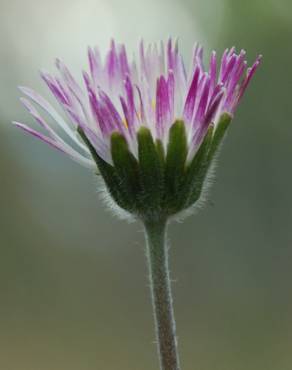 Fotografia 10 da espécie Bellis sylvestris no Jardim Botânico UTAD