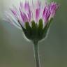 Fotografia 10 da espécie Bellis sylvestris do Jardim Botânico UTAD