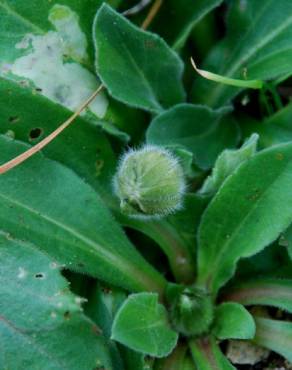 Fotografia 11 da espécie Bellis sylvestris no Jardim Botânico UTAD