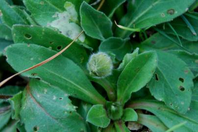 Fotografia da espécie Bellis sylvestris