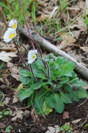 Fotografia da espécie Bellis sylvestris