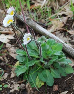 Fotografia 13 da espécie Bellis sylvestris no Jardim Botânico UTAD