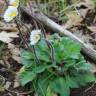 Fotografia 13 da espécie Bellis sylvestris do Jardim Botânico UTAD