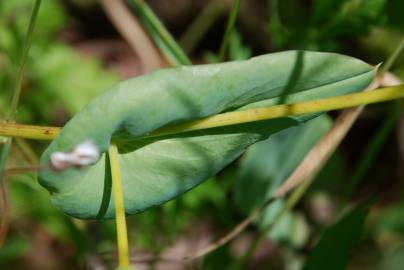 Fotografia da espécie Bupleurum lancifolium