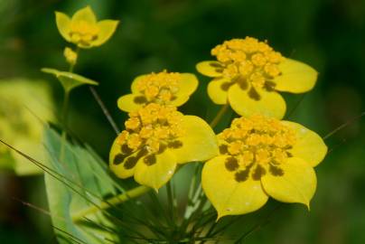 Fotografia da espécie Bupleurum lancifolium