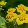 Fotografia 5 da espécie Bupleurum lancifolium do Jardim Botânico UTAD