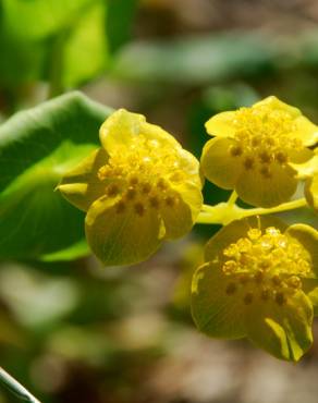 Fotografia 6 da espécie Bupleurum lancifolium no Jardim Botânico UTAD