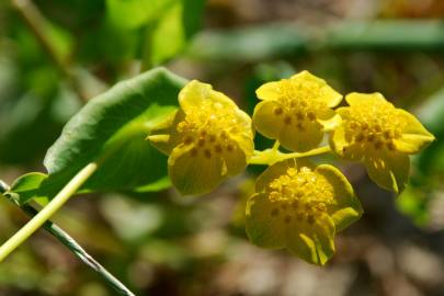 Fotografia da espécie Bupleurum lancifolium