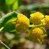 Fotografia 6 da espécie Bupleurum lancifolium do Jardim Botânico UTAD