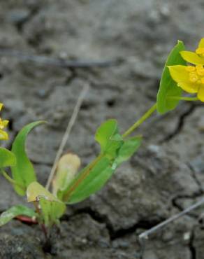 Fotografia 7 da espécie Bupleurum lancifolium no Jardim Botânico UTAD