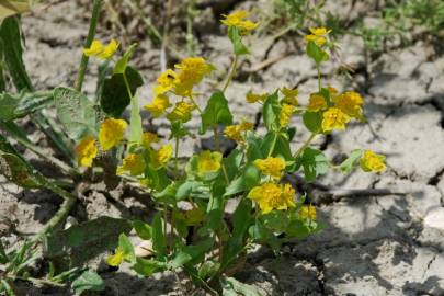 Fotografia da espécie Bupleurum lancifolium