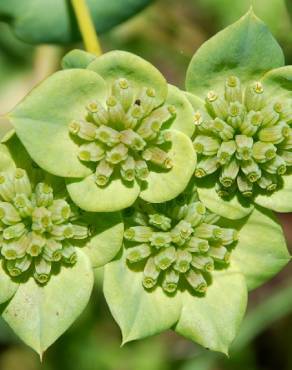 Fotografia 10 da espécie Bupleurum lancifolium no Jardim Botânico UTAD