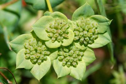 Fotografia da espécie Bupleurum lancifolium