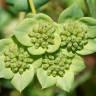 Fotografia 10 da espécie Bupleurum lancifolium do Jardim Botânico UTAD