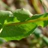 Fotografia 11 da espécie Bupleurum lancifolium do Jardim Botânico UTAD