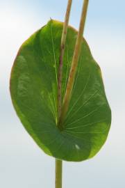 Fotografia da espécie Bupleurum rotundifolium