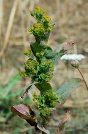 Fotografia da espécie Bupleurum rotundifolium