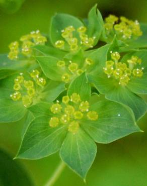 Fotografia 10 da espécie Bupleurum rotundifolium no Jardim Botânico UTAD