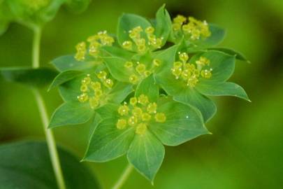 Fotografia da espécie Bupleurum rotundifolium
