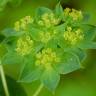 Fotografia 10 da espécie Bupleurum rotundifolium do Jardim Botânico UTAD