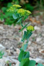 Fotografia da espécie Bupleurum rotundifolium