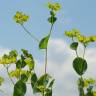 Fotografia 12 da espécie Bupleurum rotundifolium do Jardim Botânico UTAD