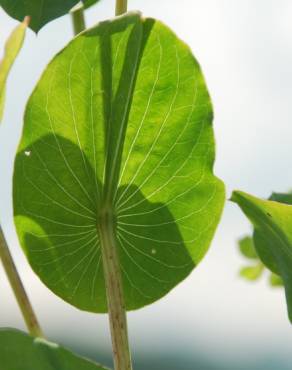 Fotografia 13 da espécie Bupleurum rotundifolium no Jardim Botânico UTAD