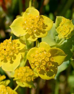 Fotografia 1 da espécie Bupleurum lancifolium no Jardim Botânico UTAD