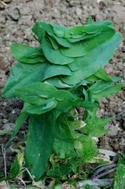 Fotografia da espécie Bupleurum lancifolium