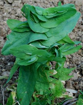 Fotografia 12 da espécie Bupleurum lancifolium no Jardim Botânico UTAD