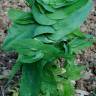 Fotografia 12 da espécie Bupleurum lancifolium do Jardim Botânico UTAD