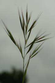 Fotografia da espécie Bromus madritensis