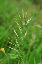 Fotografia da espécie Bromus madritensis