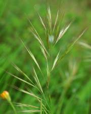 Fotografia da espécie Bromus madritensis