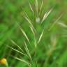 Fotografia 1 da espécie Bromus madritensis do Jardim Botânico UTAD