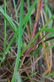 Fotografia da espécie Bromus madritensis