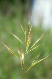 Fotografia da espécie Bromus madritensis