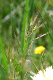 Fotografia da espécie Bromus madritensis