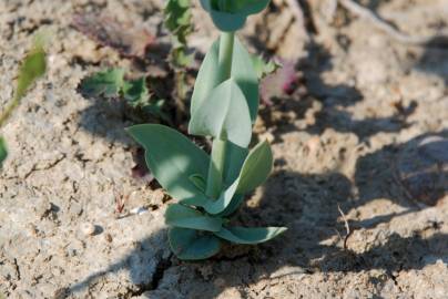 Fotografia da espécie Blackstonia perfoliata subesp. perfoliata