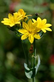 Fotografia da espécie Blackstonia perfoliata subesp. perfoliata