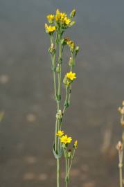 Fotografia da espécie Blackstonia perfoliata subesp. perfoliata