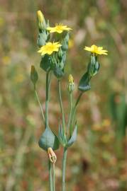 Fotografia da espécie Blackstonia perfoliata subesp. perfoliata