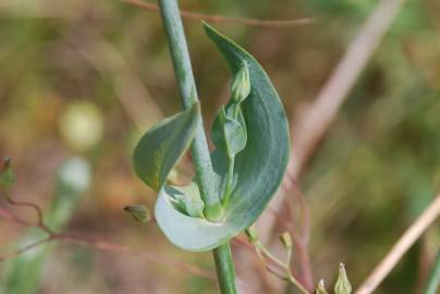 Fotografia da espécie Blackstonia perfoliata subesp. perfoliata