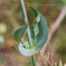 Fotografia 7 da espécie Blackstonia perfoliata subesp. perfoliata do Jardim Botânico UTAD