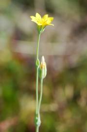 Fotografia da espécie Blackstonia perfoliata subesp. perfoliata