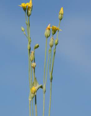 Fotografia 10 da espécie Blackstonia perfoliata subesp. perfoliata no Jardim Botânico UTAD