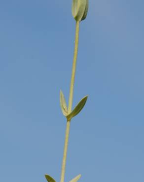Fotografia 11 da espécie Blackstonia perfoliata subesp. perfoliata no Jardim Botânico UTAD