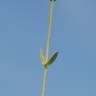 Fotografia 11 da espécie Blackstonia perfoliata subesp. perfoliata do Jardim Botânico UTAD