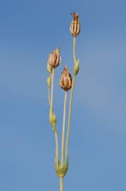 Fotografia da espécie Blackstonia perfoliata subesp. perfoliata